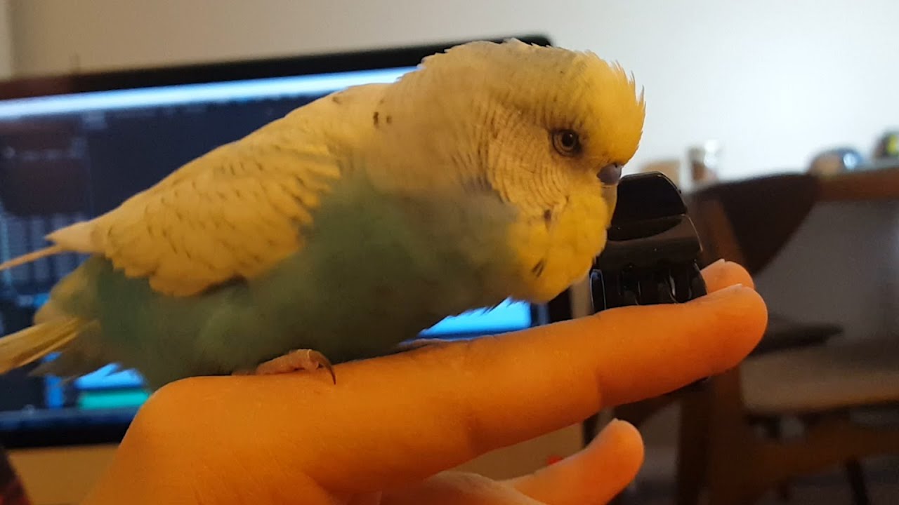 Why Do Budgies Bob Their Heads