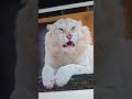 Tiger and white tiger golden tiger and white stripeless tiger rare tigers color