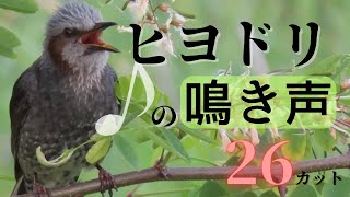 【野鳥の鳴き声】ヒヨドリの鳴き声集 26カット！ヒヨドリのけたたましい音量の鳴き声を動画で確認できます