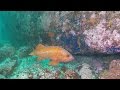 Dive 430: Point Lobos&#39; Middle Reef