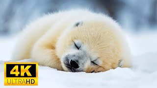 Cute Winter Animals 4K UHD 60fps - Soothing music Relaxing sounds (Arctic Nature)