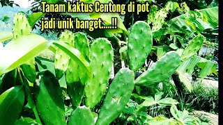 Cara menanam kaktus centong di pot