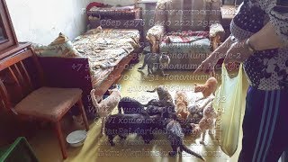 Кошек спасают малоимущие пенсионеры России | Pensioners save homeless cats| Кошек спасают малоимущие пенсионеры России | Pensioners save homeless cats|