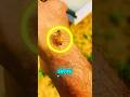 SE UMA ABELHA PICAR VOCÊ, FAÇA ISSO! #curiosidades #abelhas #colmeia #insects #shorts