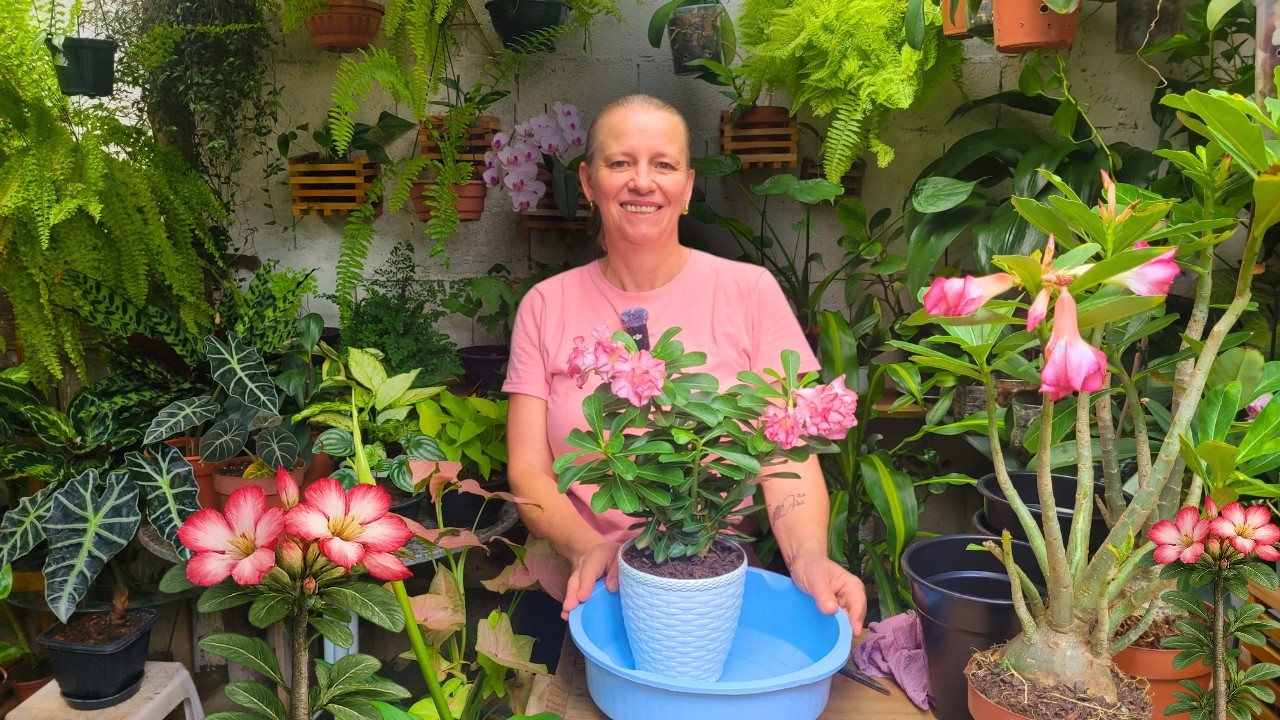 Rosa do Deserto Replante Passo a Passo, Teste com Substrato de Loja 🌵 Veja Como Fiz!