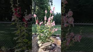 Hollyhocks! Its a Beautiful Day! #garden #flowers #hollyhock
