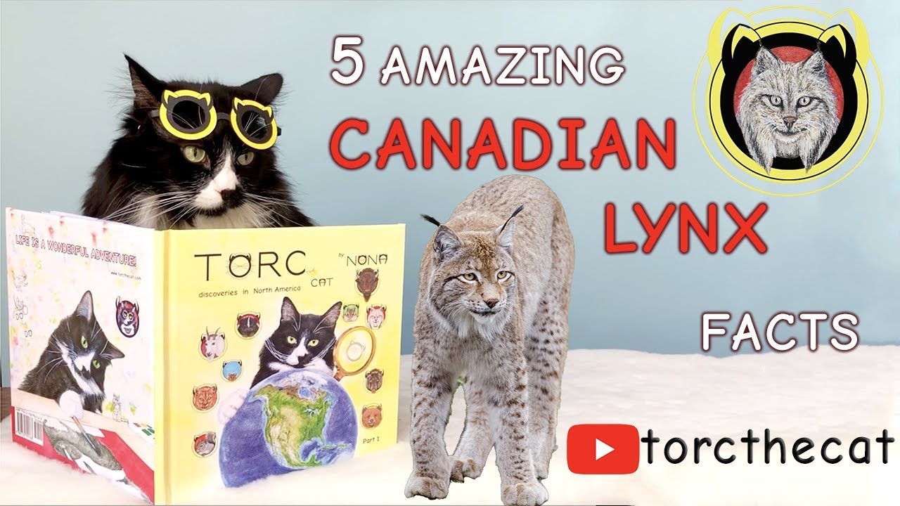 TORC the CAT Presents: 5 Amazing Facts About The Canadian Lynx!