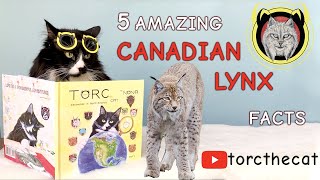 Celebrity TORC the CAT Presents: 5 Amazing Facts About The Canadian Lynx! Wealth