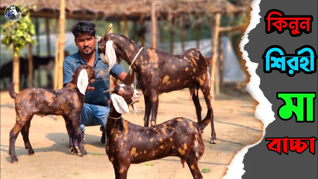 শিরহী ছাগল কিনুন মা বাচ্চা কোয়ালিটি ফুল আব্দুল খালেক ভাইয়ের ফার্ম  থেকে 💥💥