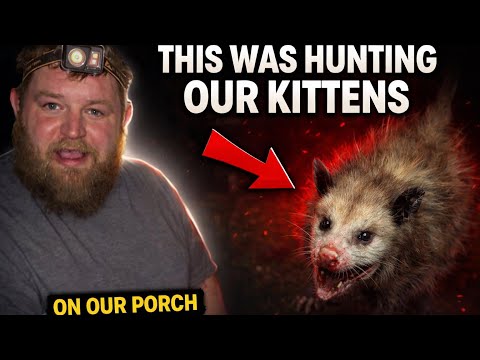 I CAUGHT A PREDATOR HUNTING OUR KITTENS… (Homestead Rebuild Day 26)