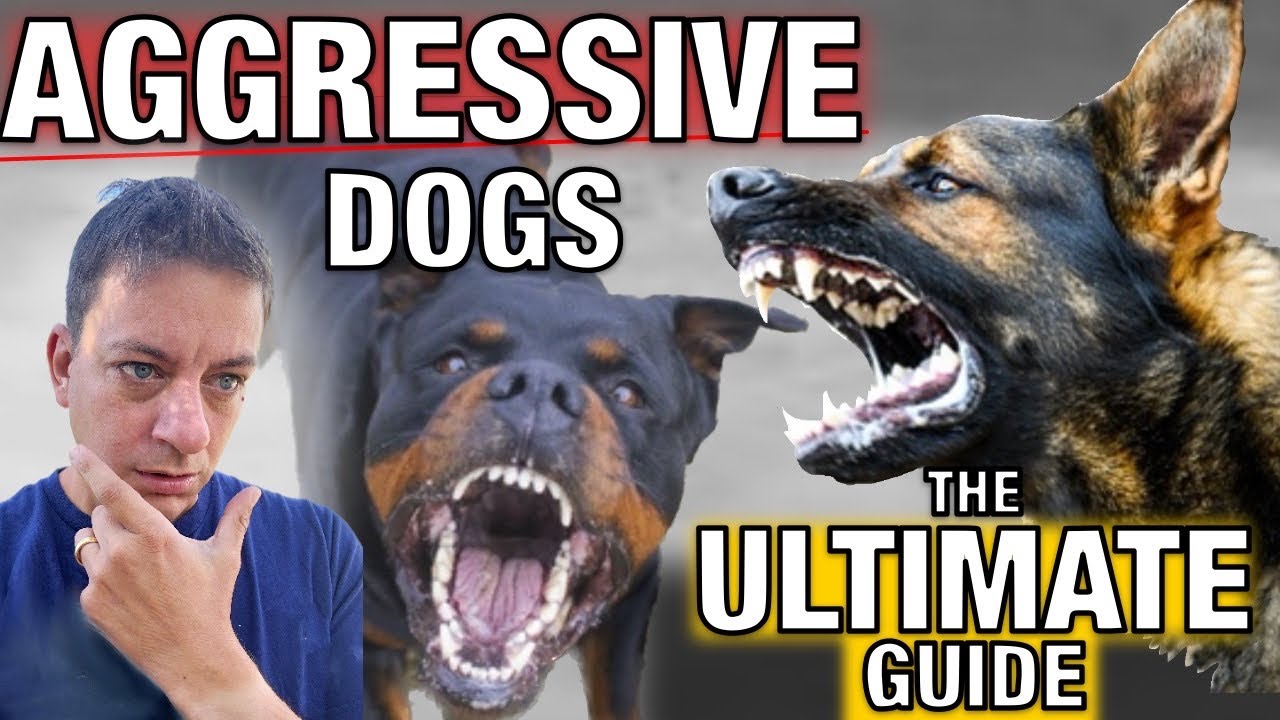 How To Stop Dog Aggression for Everyday People The Ultimate Guide