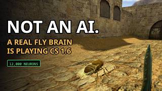 I wired a real fly's brain into CS 1.6. It learned the game. screenshot 3