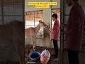 इंसान बदल जाते हैं, लेकिन बेजुबानों का प्यार कभी नहीं बदलता 💯❣️🙏 #trending #cow #viral #animals #yt