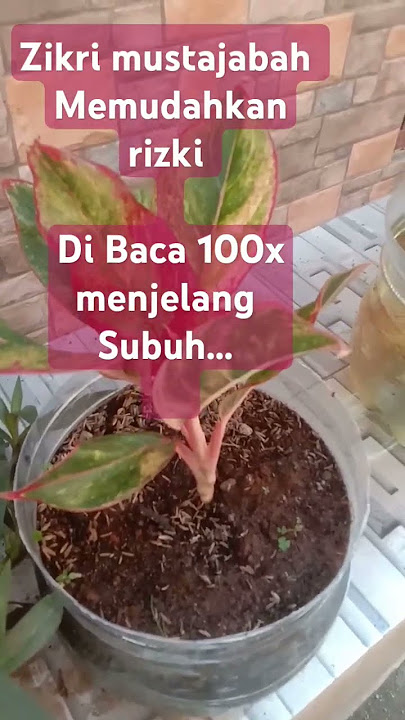 Ijazah zikir mustajabah di baca 100x#Ustd.Adihidayat#Muhasabah diri#sarohsr