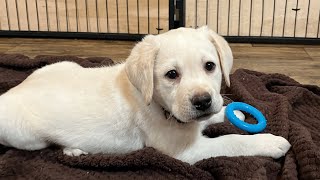 Precious Labrador Puppy NOËL takes her Temperament Test #labrador #puppies #puppy by HighDesertLabradors 6,013 views 1 month ago 10 minutes, 51 seconds