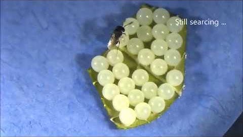 Trissolcus wasps parasitism on the eggs of Halyomorpha halys (BMSB)