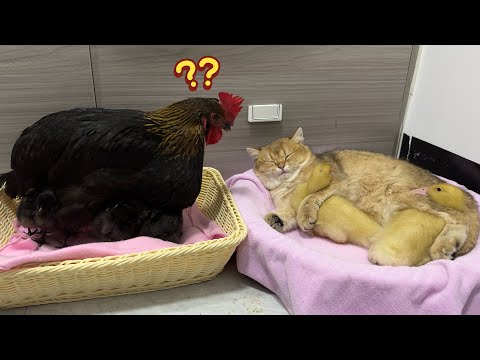 The hen watched in amazement as the kitten hugged the duckling tightly to sleep. Cute and funny animal videos. The cat who loves chickens and ducklings the most in the world. A gentle and...