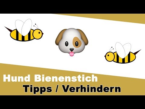 Video: 10 Gesundheitsprobleme Alle kleinen Hundehalter wissen müssen