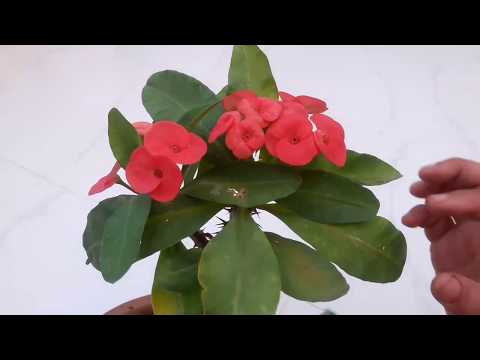 How to grow and Care Crown of Thorns Plant / Euphorbia Milii Plant || 4th Nov ,2017