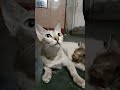 #youtubeshorts #viralvideo #cat