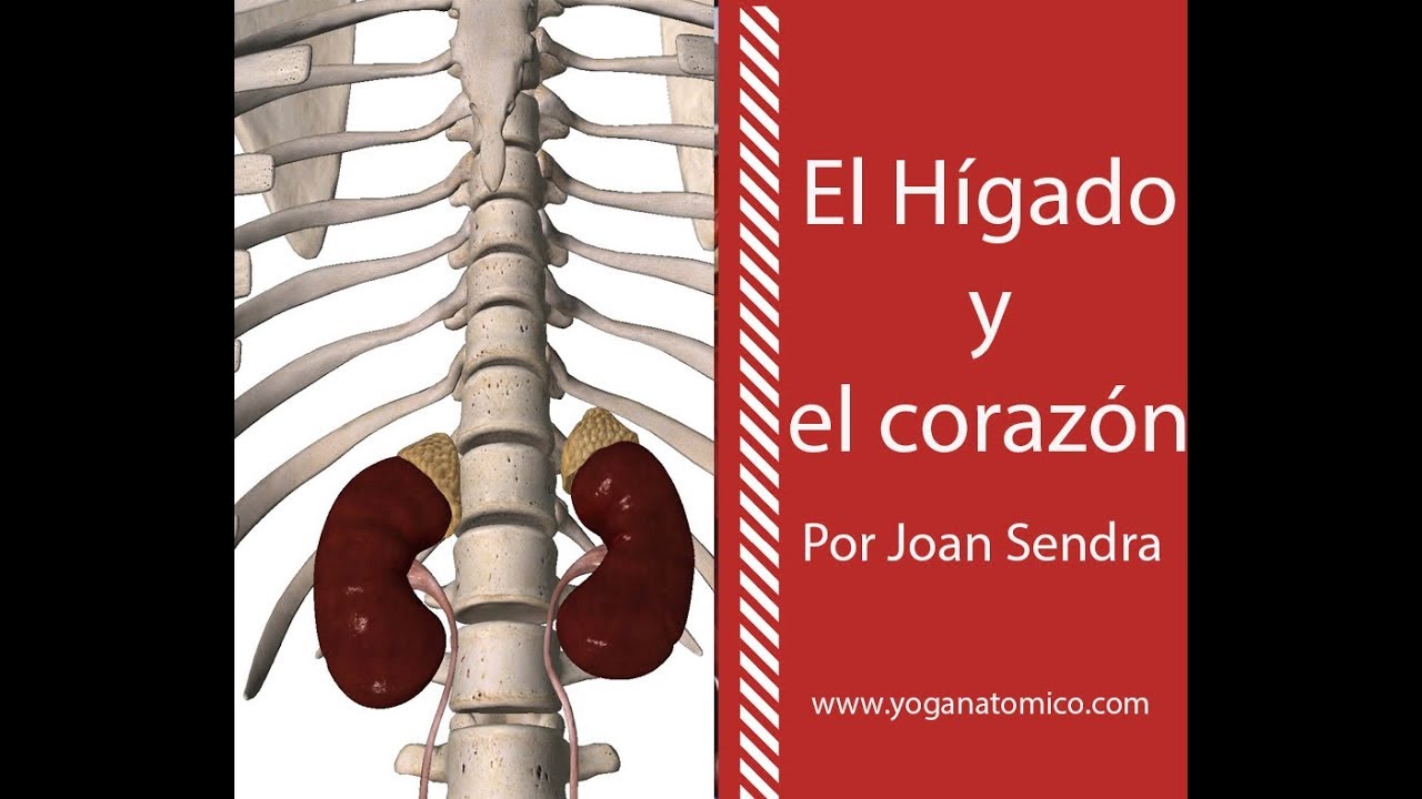 Presión arterial al hígado Presión arterial al hígado