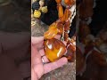#amber #amazing #thrifthaul #thriftwithme #jewelry #balticamber #thrifting #thriftingadventures
