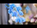 Сделано в Кузбассе HD: Создание цветка из полимерной глины