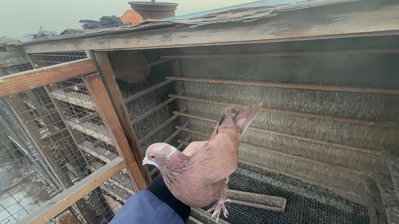 عدنه صيد 3 بيهن واحد مال فكه😊 البصراوي لعب روعه😁