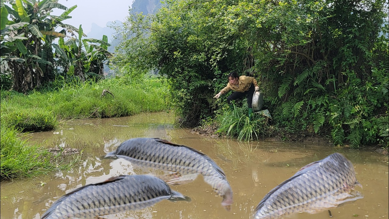 Meet many giant fish in abandoned puddles. The girl flushed and water ...