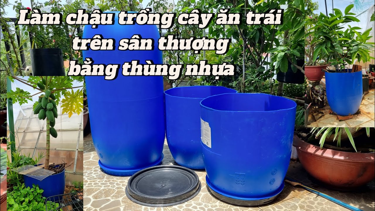 Cách làm chậu trồng cây ăn trái trên sân thượng bằng thùng nhựa to, bền theo thời gian