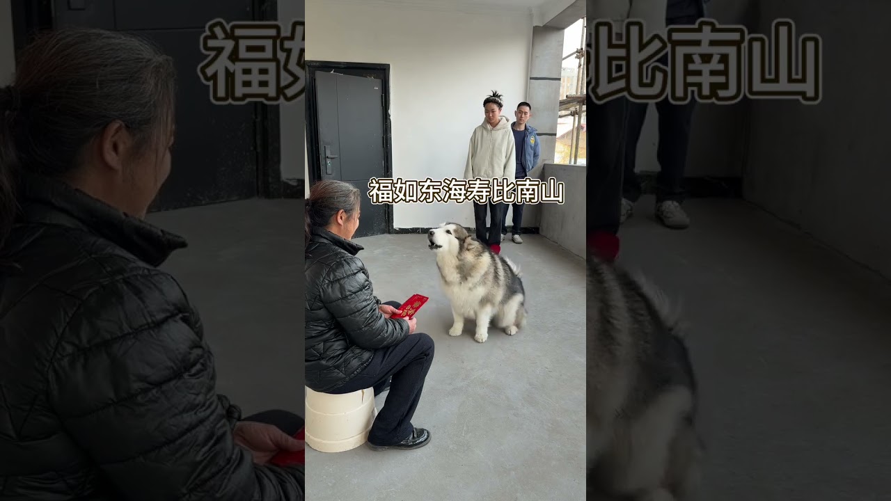 Cute Mexica Plush Dancing Cactus Electric Plush Toy 🐶 #cutedog 🌵 It's better than many people 🎂 P73