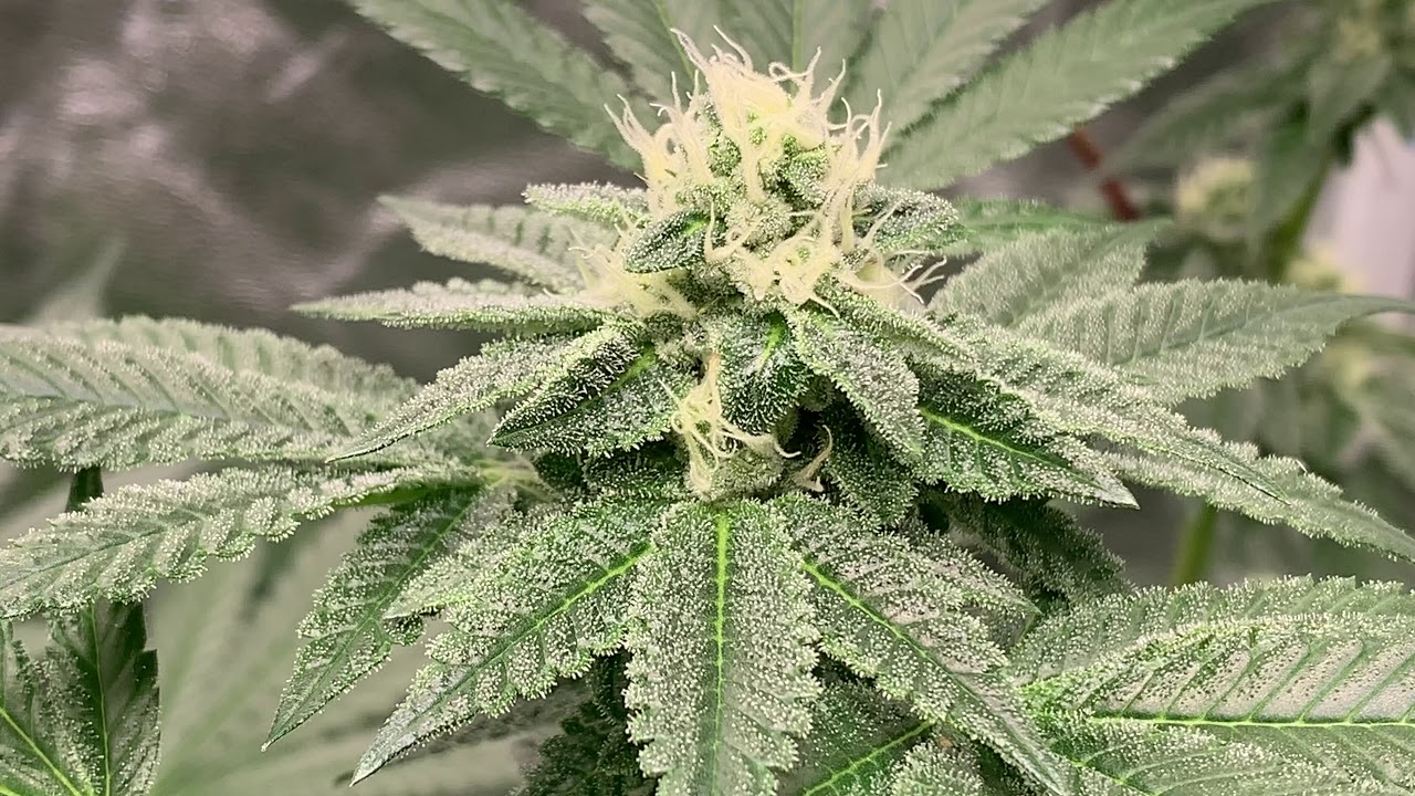 Marshydro TSW 2000 Grow Update Week 6 of Flower