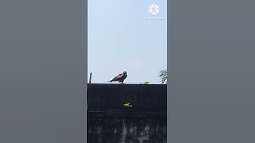 what is this bird #shortvideo #shorts #short #birds