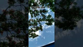 Dear Weather 🤍☁️ #music #song #bollywood #weather #status #cloud