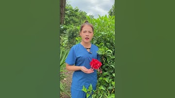 Chữa sỏi thận viêm đường tiết niệu bằng nắm hoa dâm bụt #thaoduoc #dieulinh