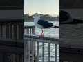 BIRD SIGHTING ! AMERICAN SEAGULL .