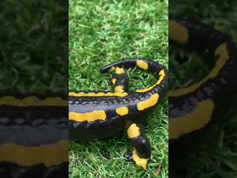Video: Varför är eldsjälen en salamander?