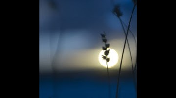 حالات واتس اب بصوت عبدالرحمن مسعد / تلاوة خاشعة (وَلَا تَشْتَرُوا بِعَهْدِ اللَّهِ ثَمَنًا قَلِيلًا)