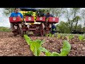 LIFE OF A VEGETABLE FARMER (PLANTING COLE CROPS)