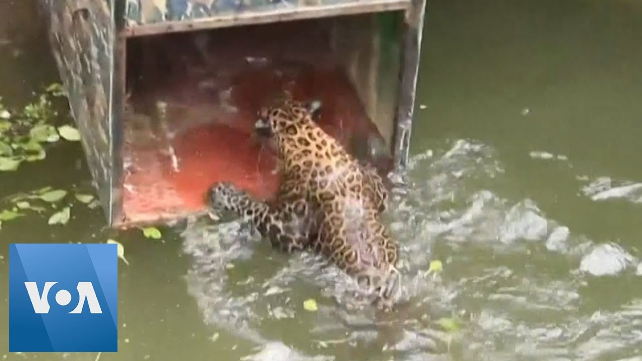 Leopard Rescued from Well in Western India - YouTube