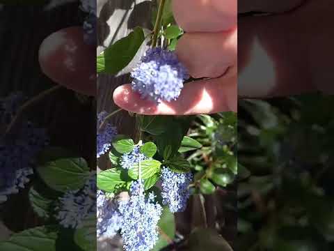 Vídeo: Para que é usado o ceanothus?