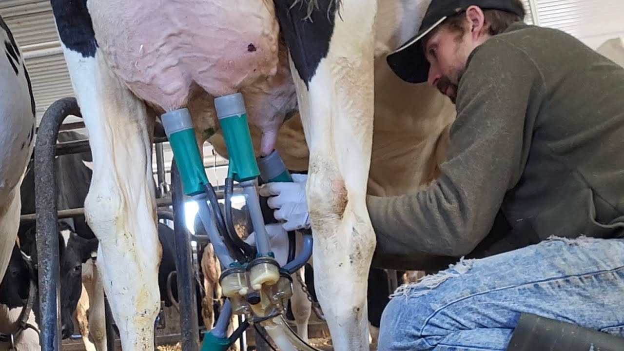 1 Farm, 4 Barns, 350 Cows