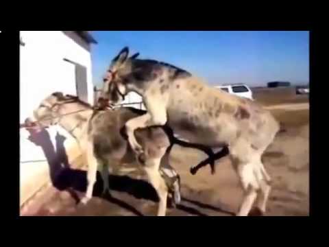 ロバと馬の交配を発見 Youtube