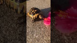 Tortoise Eating a Flower