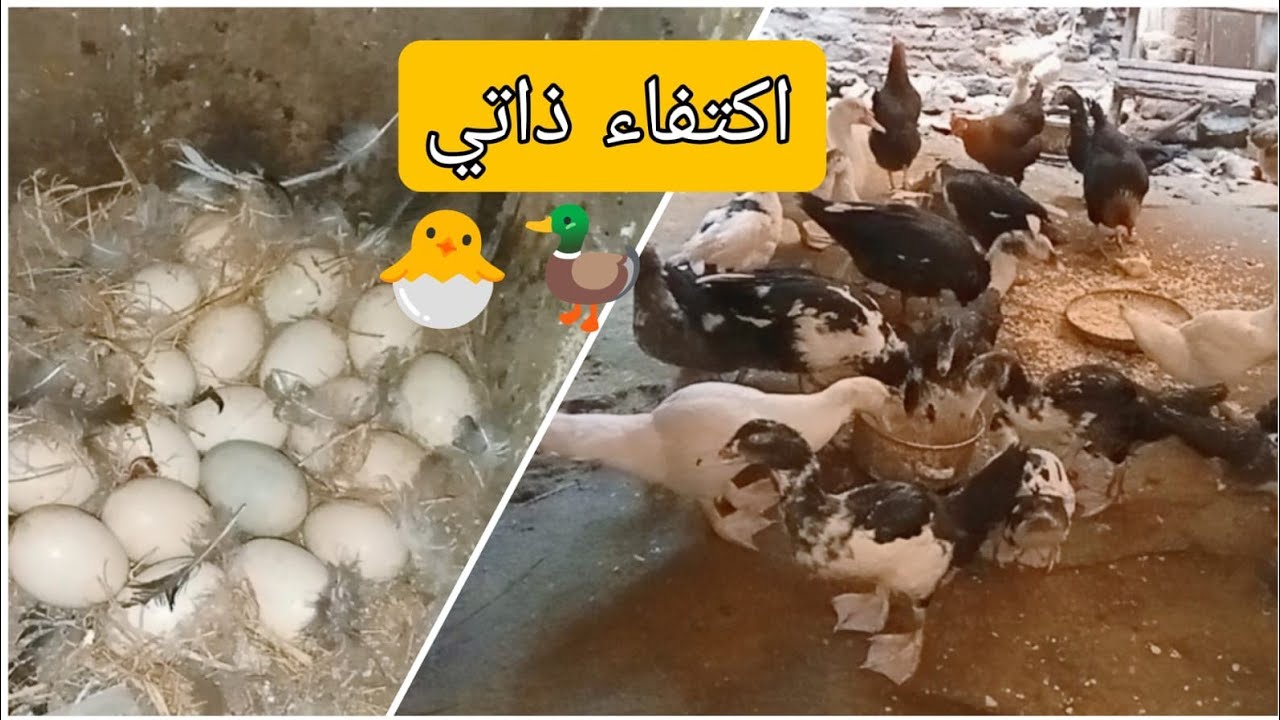 خلطات طبيعية بتزود البيض🥚اكتفاء ذاتي في البيت 🥚🦆