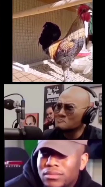 Ayam berkokok panjang akhirnya pingsan #shorts