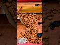 SWEET POTATO SEPARATOR MACHINE - MODERN HARVEST PROCESS!
