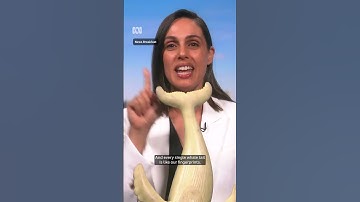 How rare is it to see a white humpback whale? ABC NEWS