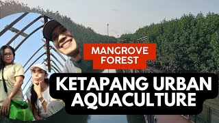 Ketapang Urban Aquaculture. Hutan Mangrove di  Mauk ,Tangerang . Tenang dan apa lagi ya ?