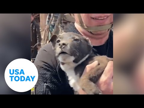 Ukrainian puppy rescued from rubble after Russian shelling | USA TODAY